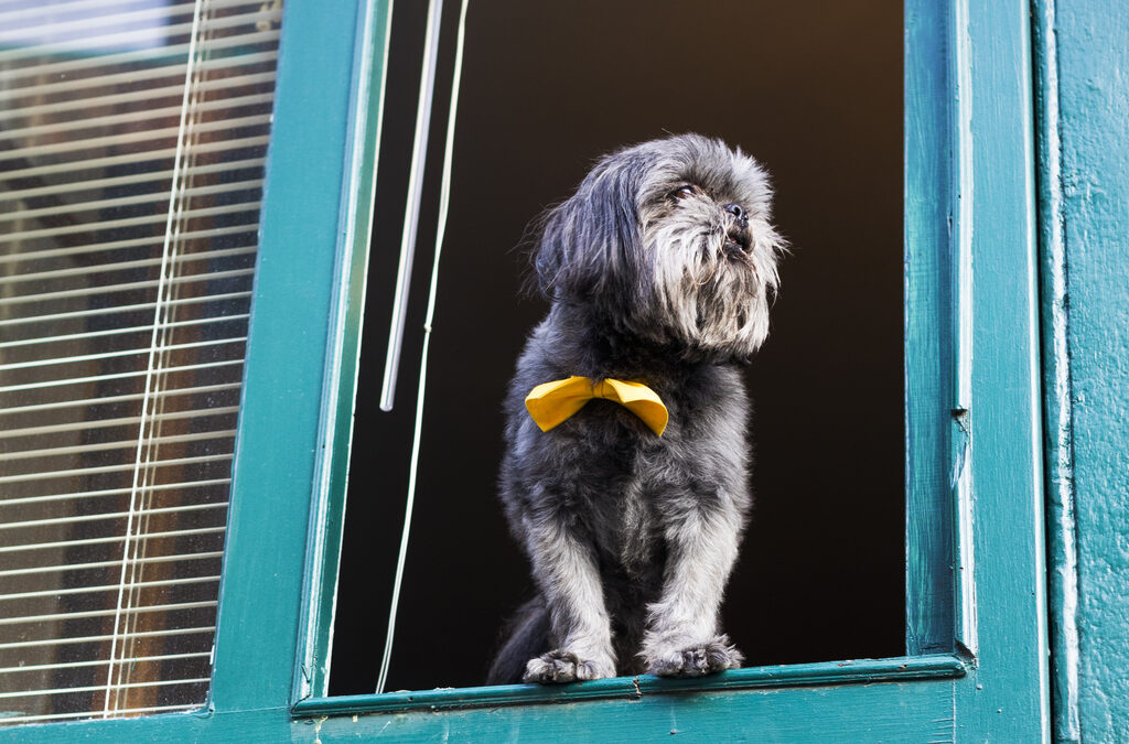 Pricing Research: How Much Is That Doggie In The Window?